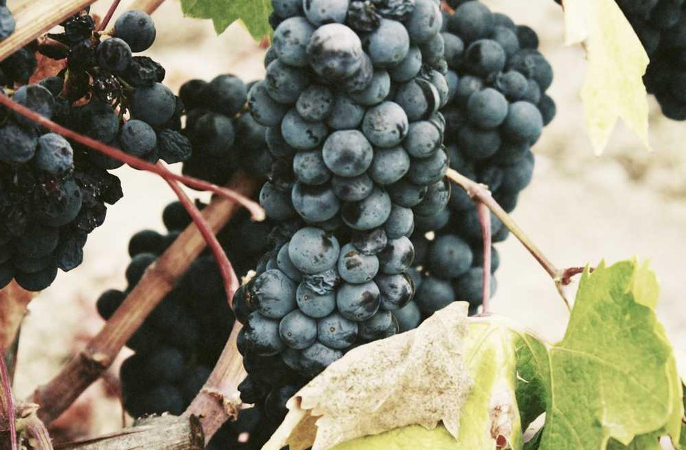 VX小号买卖:流量卡的App管理:如何合理管理流量卡的App?